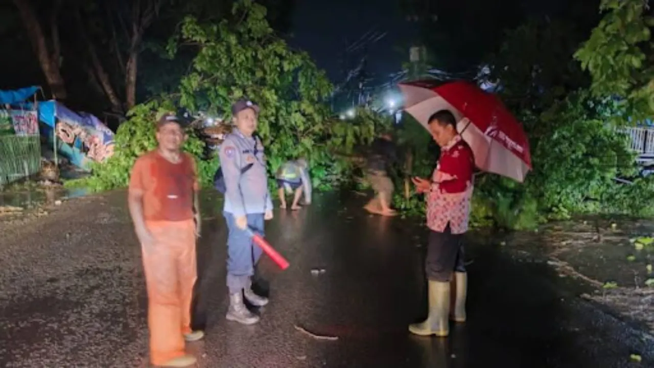 Pohon Tumbang Tewaskan Satu Pengendara! Upaya BPBD Jaga Keselamatan Masyarakat Bogor