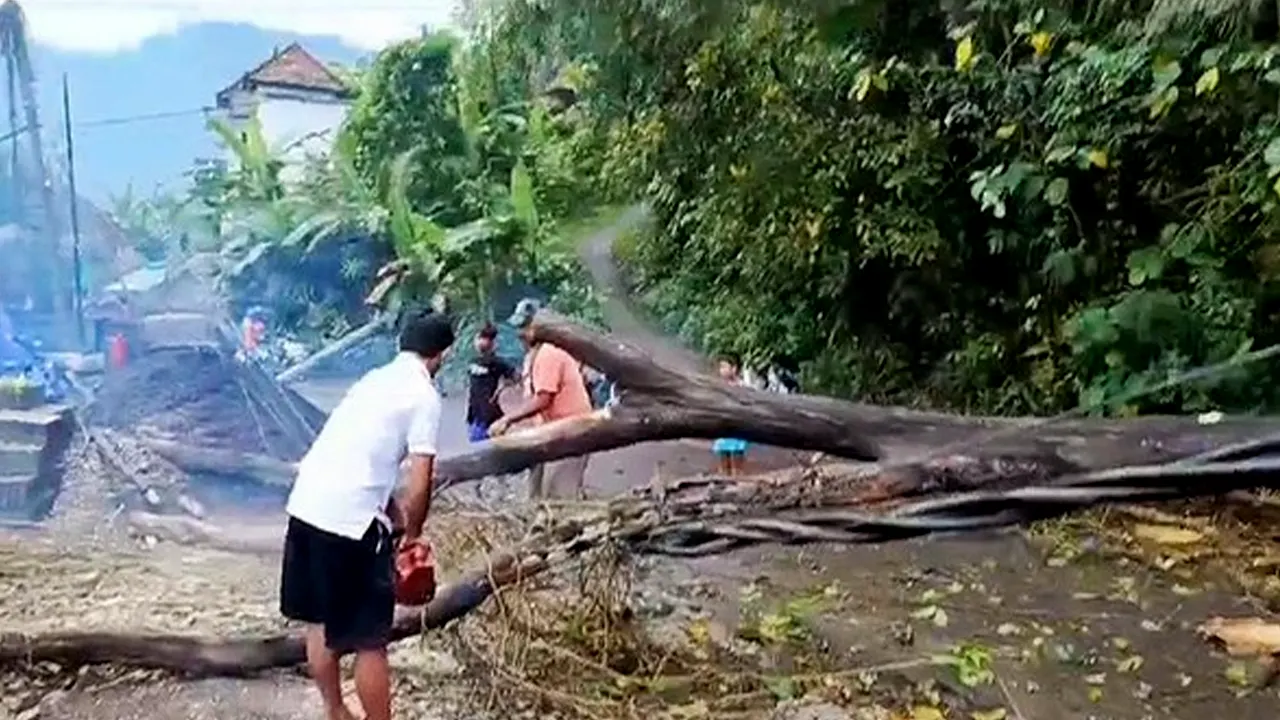 Hujan Deras Bikin Pohon Tumbang di Karangasem